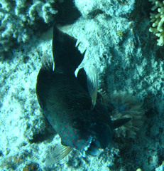 Calotomus viridescens