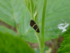 Lampronia flavimitrella