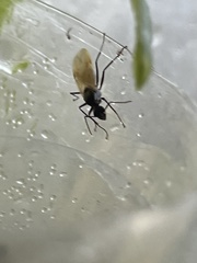 Camponotus decipiens