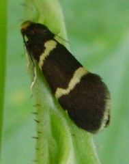 Lampronia flavimitrella
