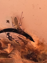 Camponotus decipiens