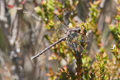 Archipetalia auriculata