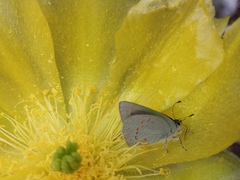 Erora quaderna quaderna