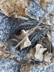 Proboscidea althaeifolia