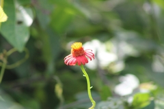 Pseudogynoxys chenopodioides