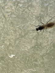 Camponotus decipiens