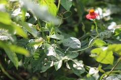 Pseudogynoxys chenopodioides