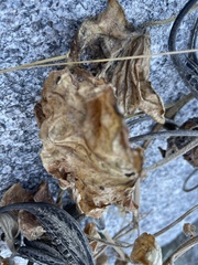 Proboscidea althaeifolia