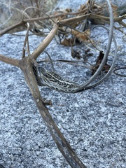 Proboscidea althaeifolia