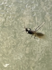 Camponotus decipiens