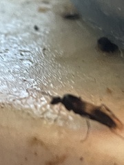 Camponotus decipiens