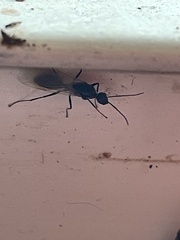 Camponotus decipiens