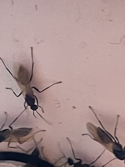 Camponotus decipiens