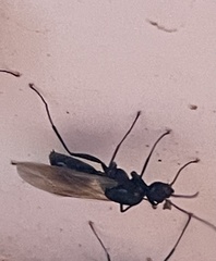 Camponotus decipiens