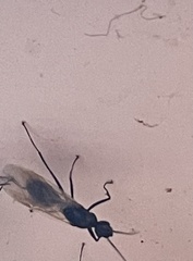 Camponotus decipiens