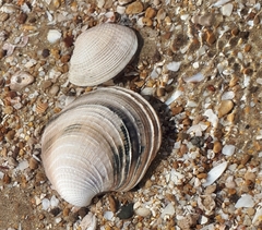 Chionopsis amathusia