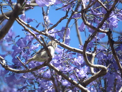 Passer domesticus
