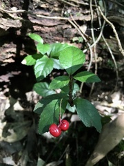 Ardisia pusilla