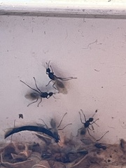 Camponotus decipiens