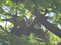 Parabuteo unicinctus