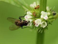 Muscoidea
