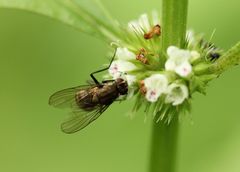 Muscoidea