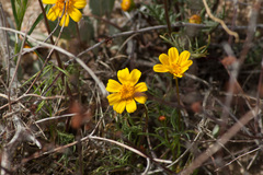 Leptosyne calliopsidea