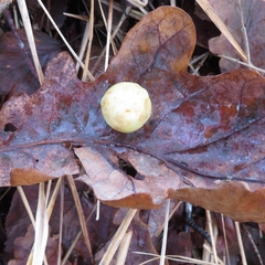 Cynips quercusfolii
