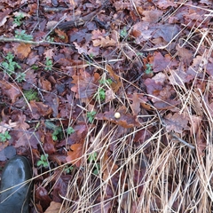 Cynips quercusfolii