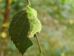 Notodonta dromedarius