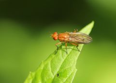 Acalyptratae