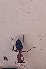 Camponotus decipiens