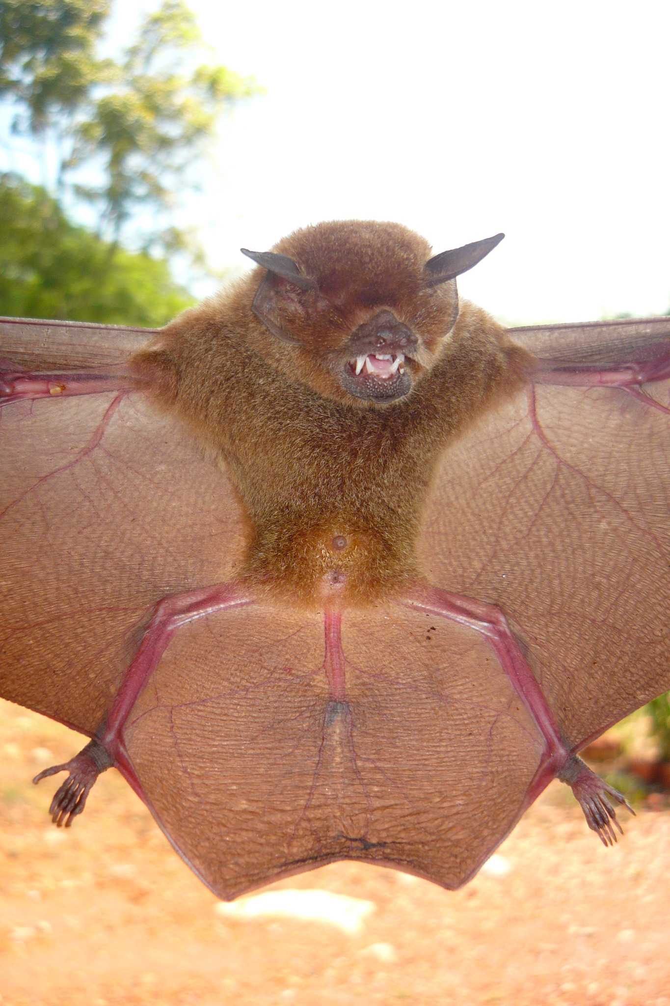 Allen's Common Mustached Bat photo 2