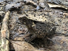 Sclerophrys togoensis