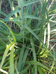 Eryngium paniculatum