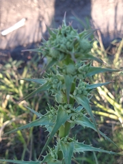 Eryngium paniculatum