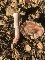 Inosperma adaequatum