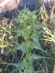Eryngium paniculatum