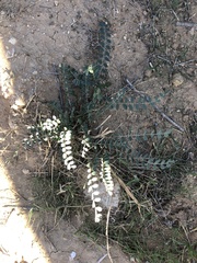 Astragalus douglasii