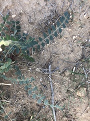 Astragalus douglasii