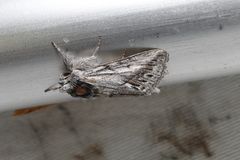 Pleromelloida cinerea