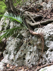 Gaussia attenuata