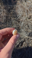 Helminthoglypta ayresiana