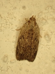 Phaeosaces compsotypa