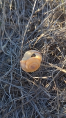 Helminthoglypta ayresiana