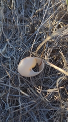 Helminthoglypta ayresiana