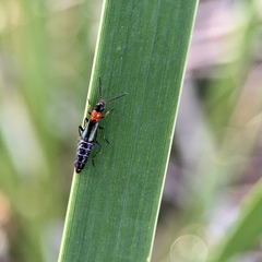 Carphurus angustatus