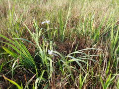 Iris virginica
