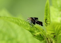 Choreutidae