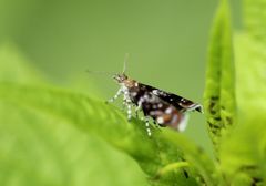 Choreutidae